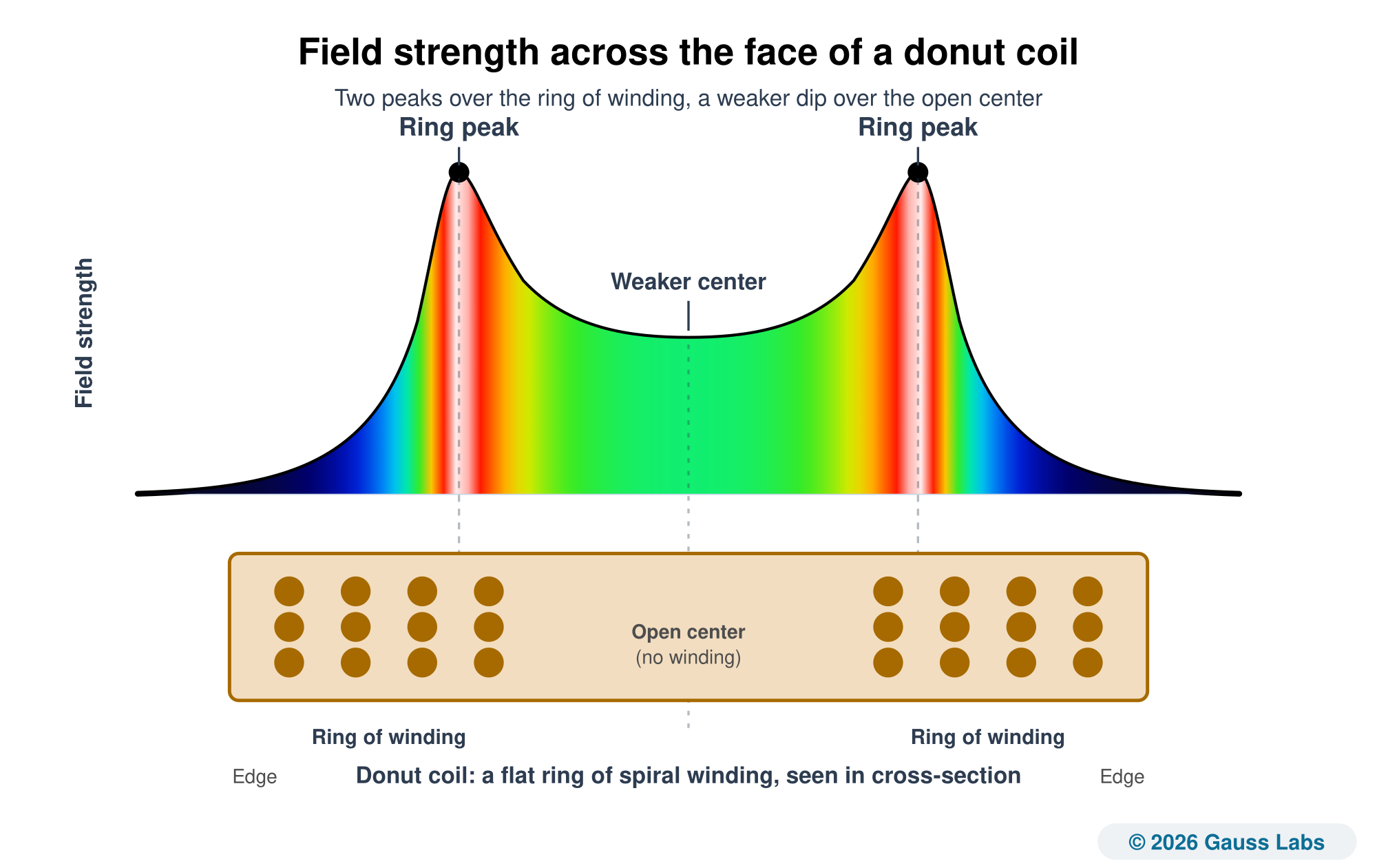 A cross-section of a donut coil drawn beneath a field-strength curve. The winding sits in two clusters of copper dots, a ring on the left and a ring on the right, with an open gap in the middle where there is no winding. Above the coil, the curve rises to two narrow peaks, one over each ring of winding, and dips over the open center. The area under the curve is filled with the Gauss Labs field colour scale, white at the two ring peaks through red and yellow to green over the open center and deep blue at the weak edges, so the colour states the field strength before any label is read.