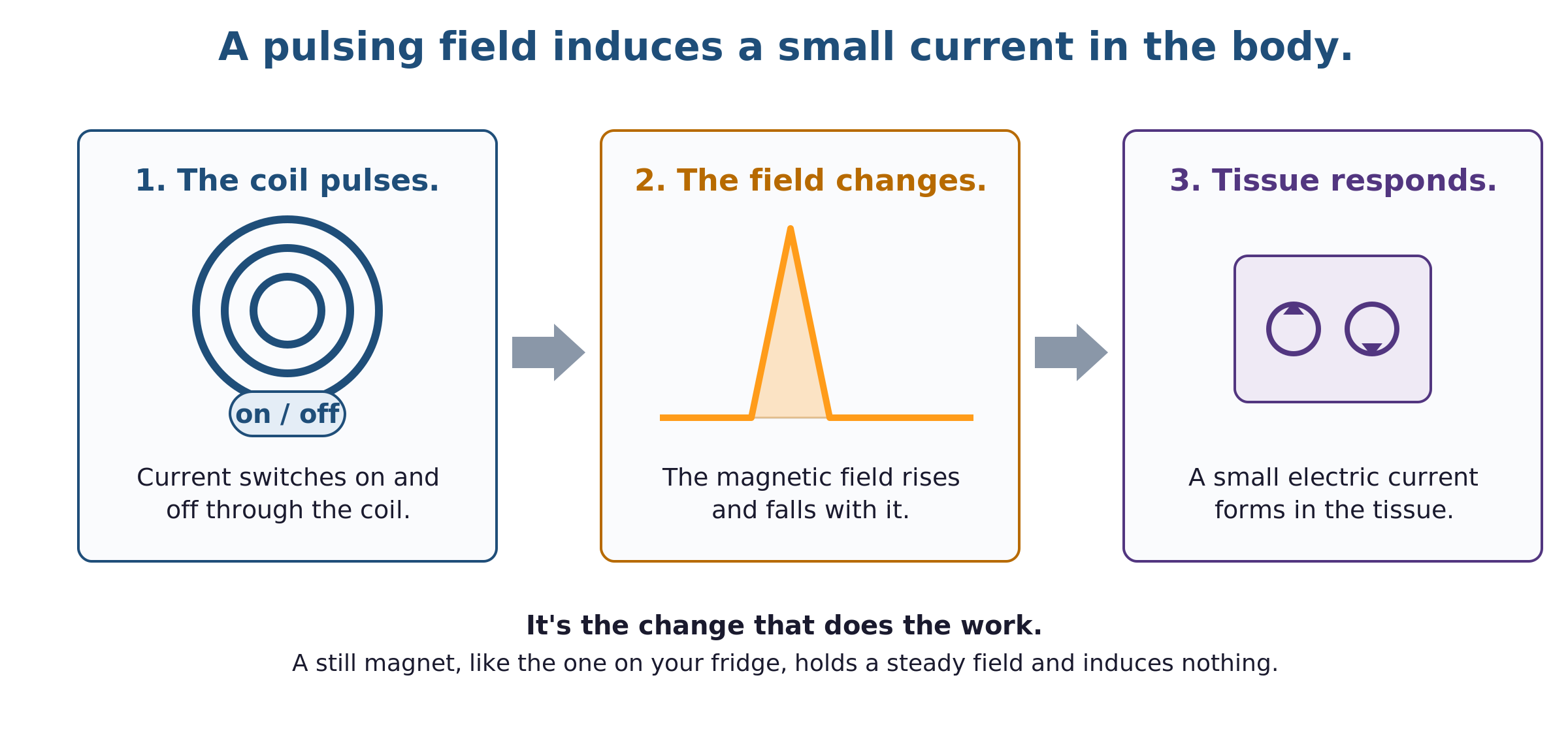 A three-step chain. Step one, the coil pulses: current switches on and off through the coil. Step two, the field changes: the magnetic field rises and falls with it. Step three, tissue responds: a small electric current forms in the tissue. It's the change that does the work; a still magnet like a fridge magnet induces nothing.